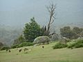 Tidbinbilla Kangaroos