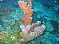 Underwater scene off the coast of Humacao, Puerto Rico