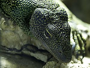 Varanus indicus MNHN