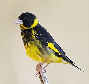 Vietnamese Greenfinch 0A2A4562 (cropped).jpg