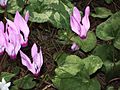 Wild cyclamens