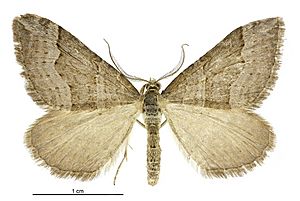 Xanthorhoe orophyla male.jpg