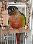 Yellow Sided Conure