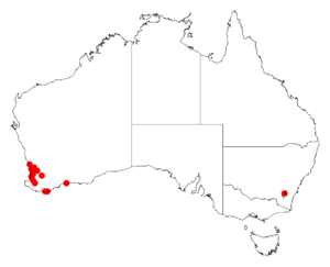 Acacia horridulaDistMap442.png