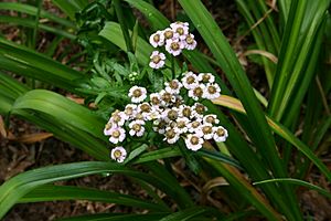 Achillea sibirica flowers 001.jpg