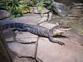 Alligator Canberra Zoo