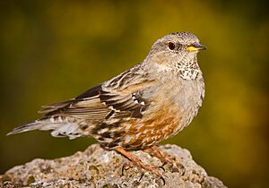 Alpine accentor saganta.jpg