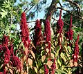 Amaranthus flowers