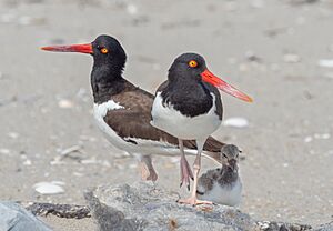 American oystercatchers at Fort Tilden (60747).jpg