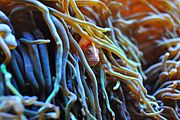 Amphiprion sandaracinos on Heteractis crispa