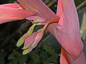 Asparagaceae - Beschorneria yuccoides