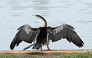 Australasian Darter