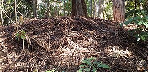 Australian Brush Turkey Nest (Sydney)