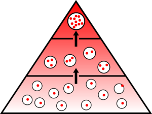 Bioakkumulation von schadstoffen