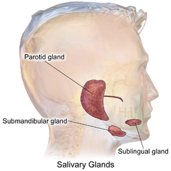 Blausen 0780 SalivaryGlands.png