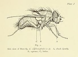 Blow-fly Graham-Smith 1913 35