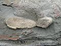 Broken concretion