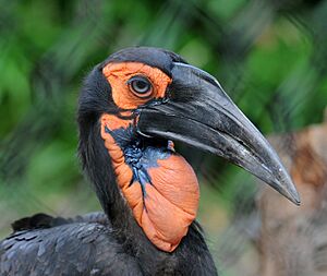Bucorvus leadbeateri -Philadelphia Zoo -upper body-8a