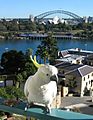 Cacatua galerita -balcony -Sydney -Australia-8d-2cr