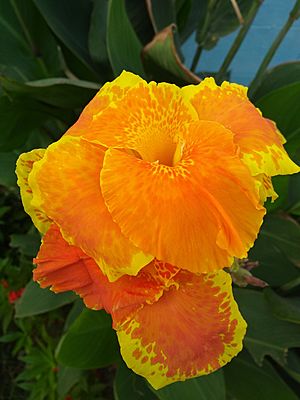 Canna Lily