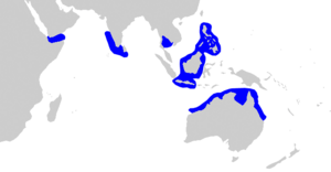 Carcharhinus amblyrhynchoides distmap.png