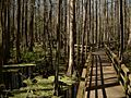 Catwalk at highlands hammock sp