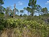 Cedar Key Scrub State Reserve01.jpg