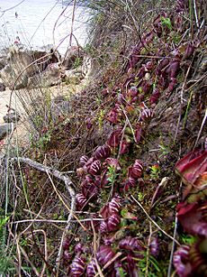 Cephalotus follicularis Hennern 4