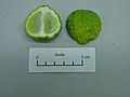 Citrus hystrix DC. (AM AK305877-3)