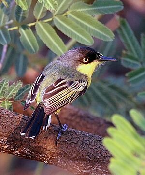 Common tody-flycatcher (Todirostrum cinereum)