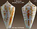 Conus flavescens 6