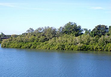 Coocumbac Island Manning River.jpg