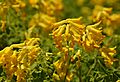 Corydalis lutea Flowers