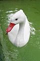 Coscoroba Swan - Berlin Zoo