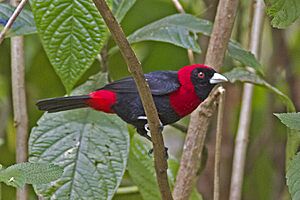 Crimson collared Tanager