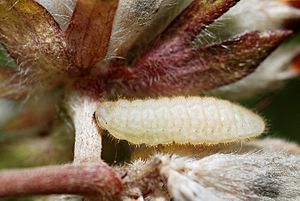 Cupido minimus caterpillar