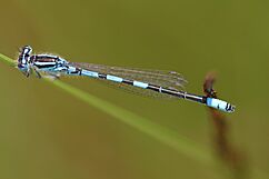 Dainty Damselfly (9254957985)