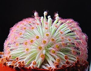 Drosera derbyensis ne1