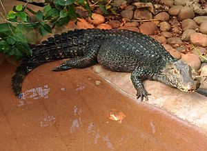 Dwarf Caiman in Paignton Zoo