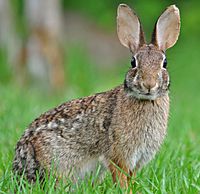 Eastern Cottontail