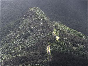 El Yunque from Torre Britton, in Puerto Rico