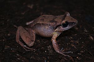 Eleutherodactylus ruthae 45030922.jpg