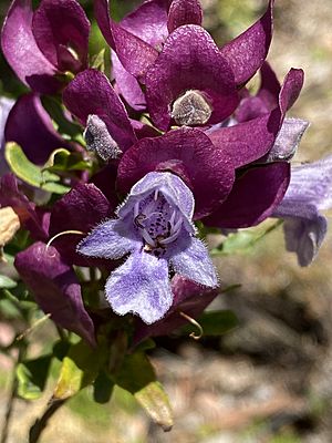 Eremophila magnifica flowers.jpg