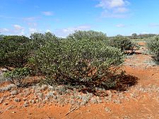 Eremophila tietkensii (habit)