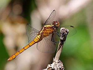 Fiery Skimmer (female) 3067.jpg