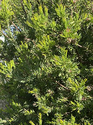 G. iaspicula habit