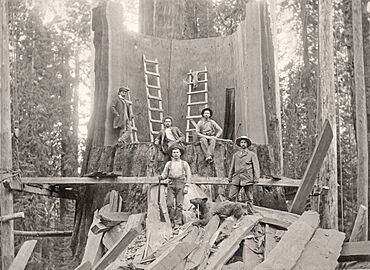 General-Noble-a-giant-sequoia-tree-in-Converse-Basin-Grove-smallbear-1892