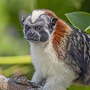 White, brown, and black monkey