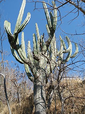 Glandulicereus queretaroensis.jpg