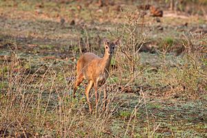 Grey brocket (Mazama gouazoubira) young female.JPG